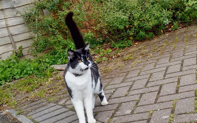 I spotted this black and white cat just off Middleton Hall Road. It was territorial and didn't seem all that pleased to see me.