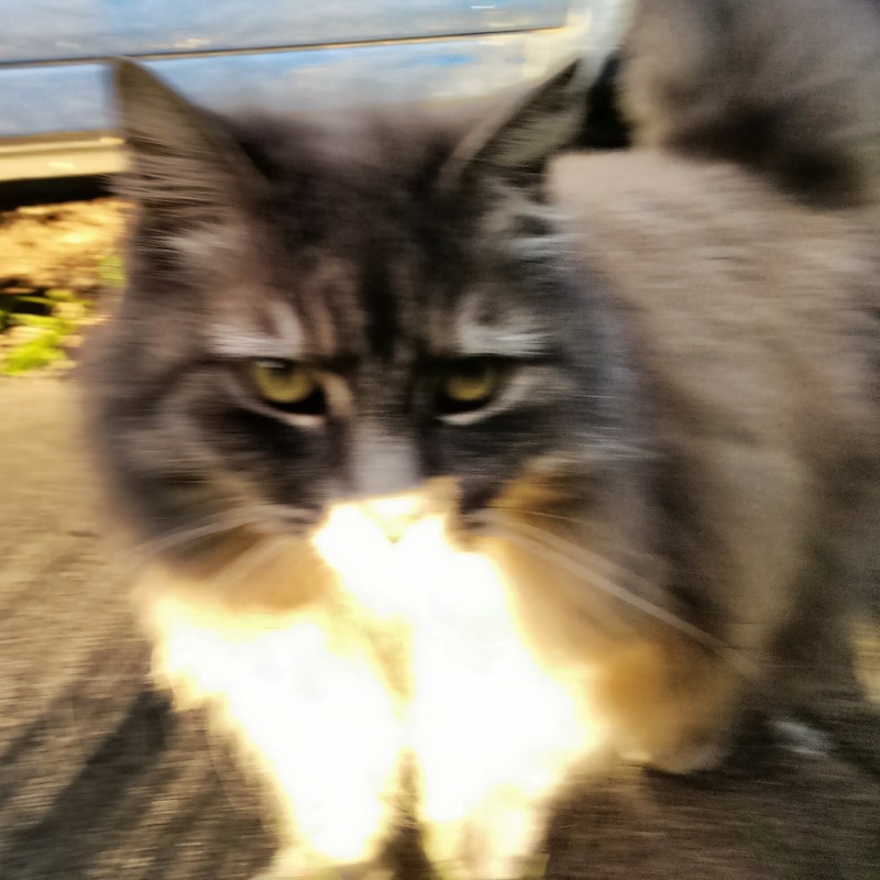 This fluffy cat woke up from its snooze under an out of use car when I was out on Oakley Road in Stirchley on Tuesday