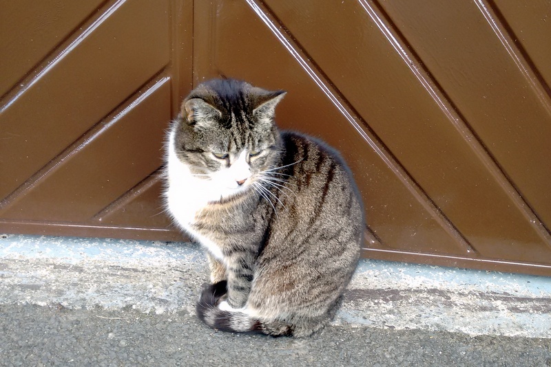 Tabby cat spotted on Middleton Hall Road by a wife on Saturday