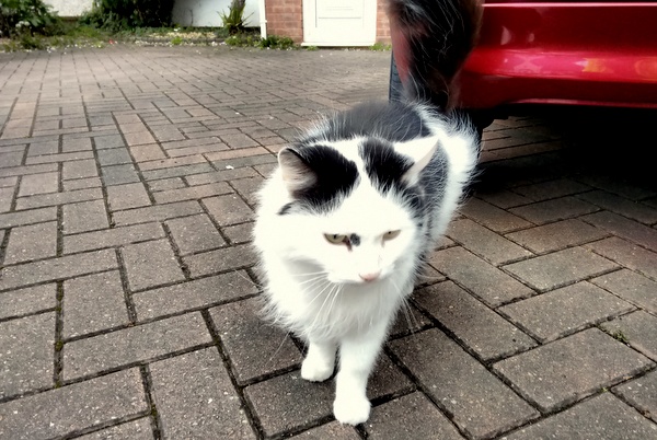 A friendly fluffy cat which came up to see me when I was doing some last-minute campaigning on Pineapple Road in Stirchley the night before the general election.