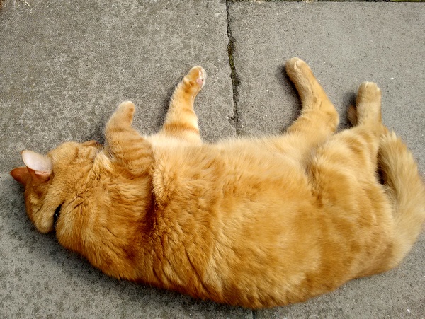 Ginger cat rolling on its back on the pavement on Midland Road, Cotteridge