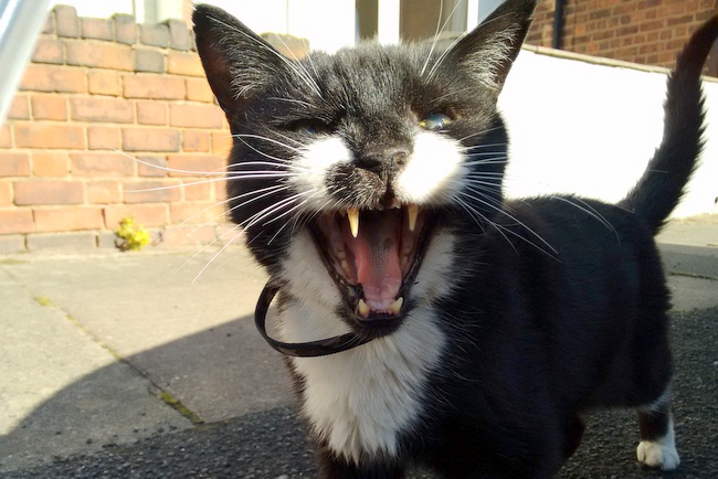 Black and white cat roaring on Cotteridge Road