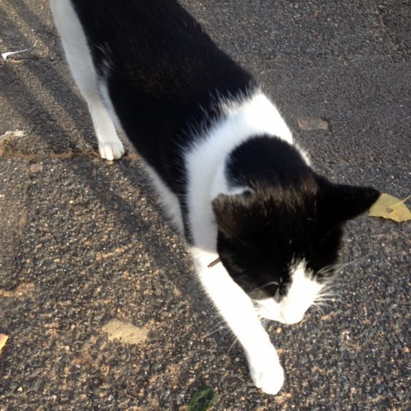 Black and white cat spotted in Harringay on the Missing Million drive